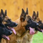 The Approximate Costs and Caring Instructions for Owning A German Shepherd!