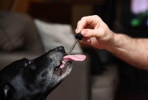 Can a dog overdose on CBD?